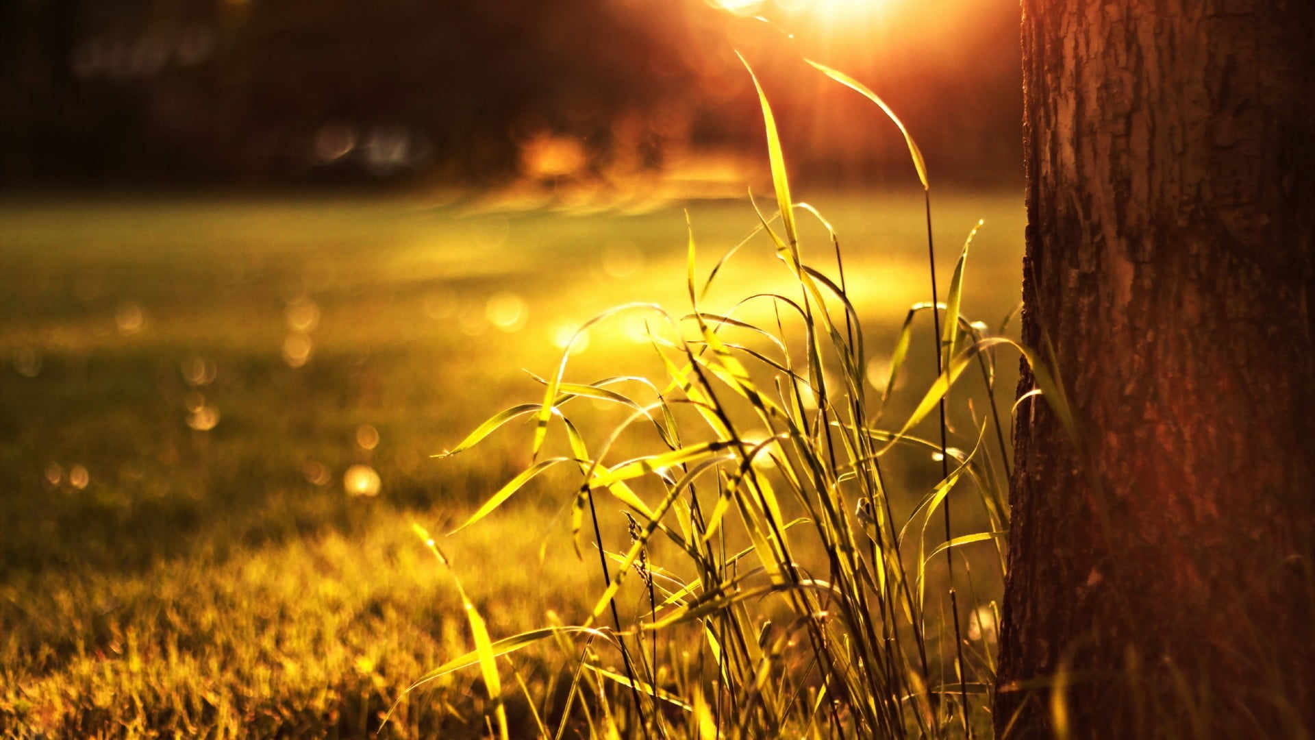 green grass, bokeh, sunlight, nature, grass