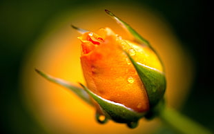 yellow Rose flower in macro shot photo