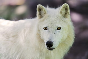 selective focus photography of white wolf