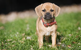fawn Puggle puppy on the green grass field during daytime