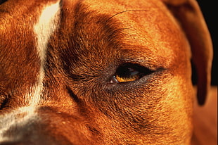 close up photography of tan American pit bull terirer