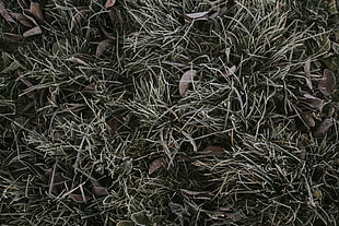 green leaves plants, Grass, Foliage, Hoarfrost HD wallpaper