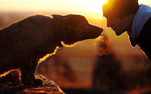 brown dog, dog, men, sunset, emotion