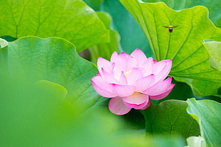 selective focus photography of pink Lotus flower HD wallpaper