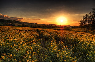 yellow flower field during sunset