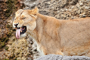 Lioness near brown boulder