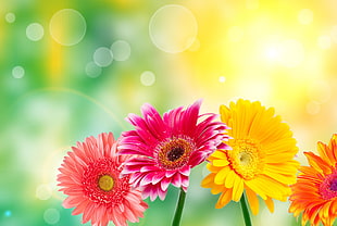 pink, yellow, and magenta flowers HD wallpaper