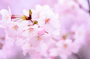 selective focus photography of Cherry Blossoms HD wallpaper