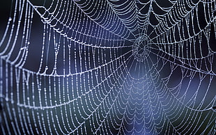 spider web, nature, dew, water drops, spiderwebs HD wallpaper