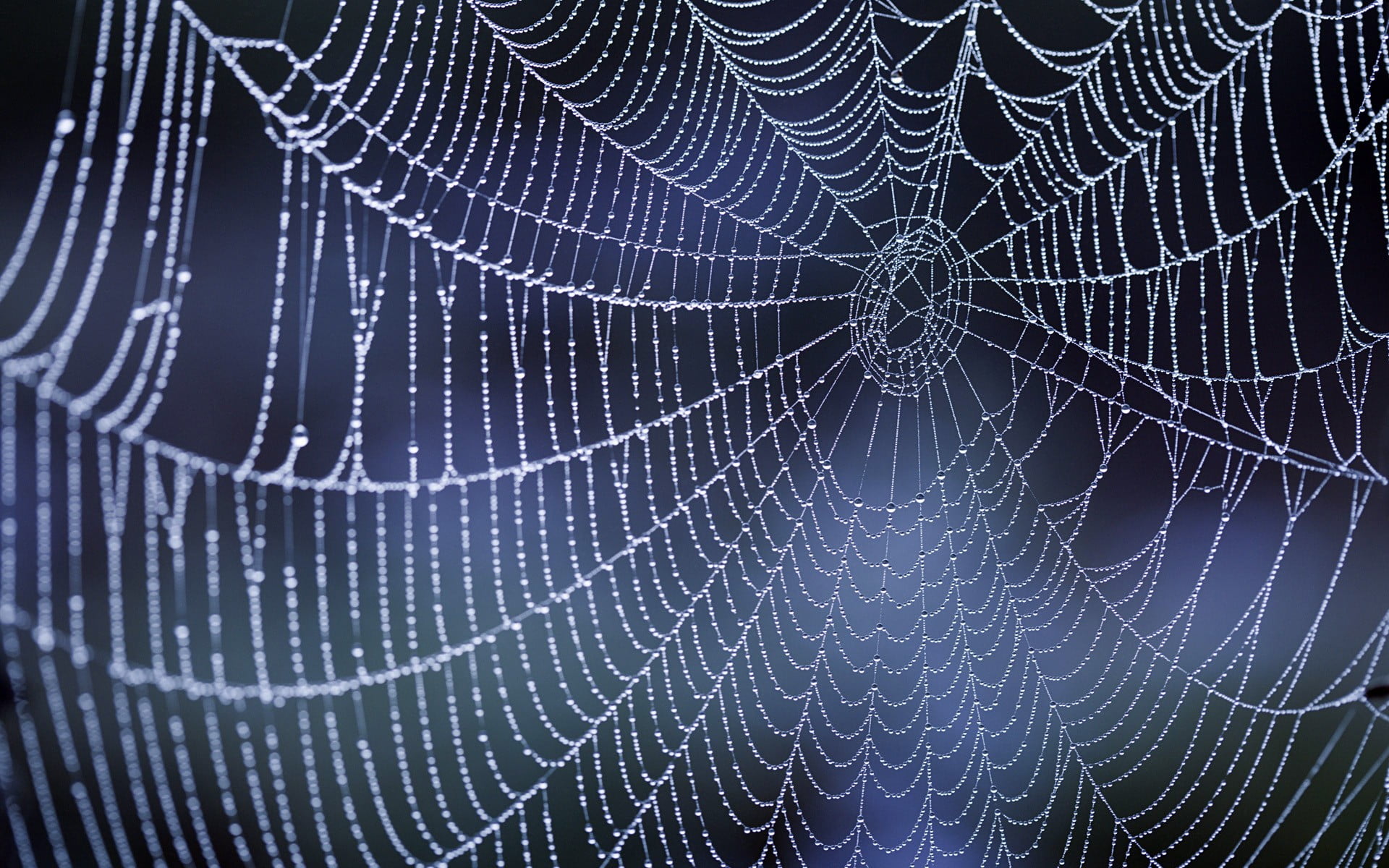 Spider in a web wallpaper - lokiweek
