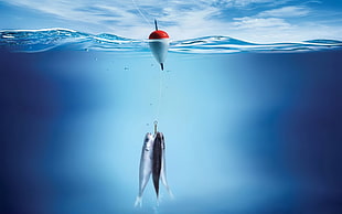 silver and red fishing lure, fishing rod, water, sea, fish HD wallpaper