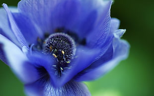 closeup photography of blue Poppy flower