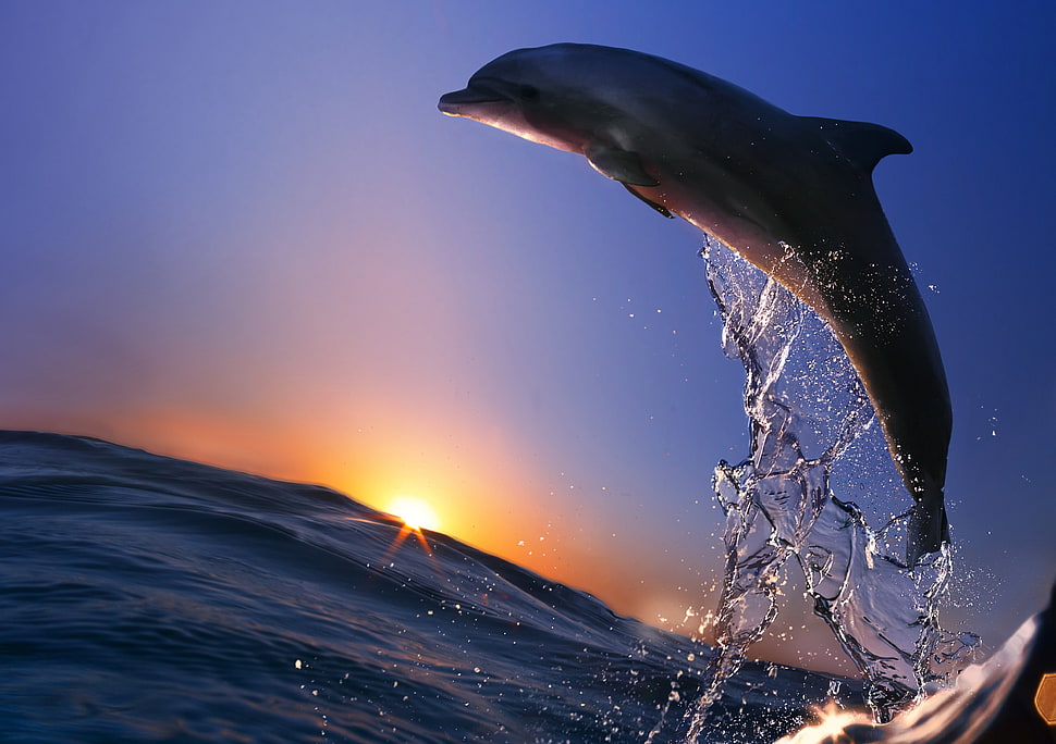 gray dolphin, dolphin HD wallpaper