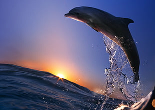 gray dolphin, dolphin