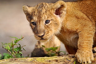 Lion cub HD wallpaper