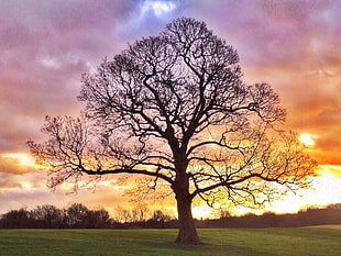 bare tree on center of green grass tree during sunset