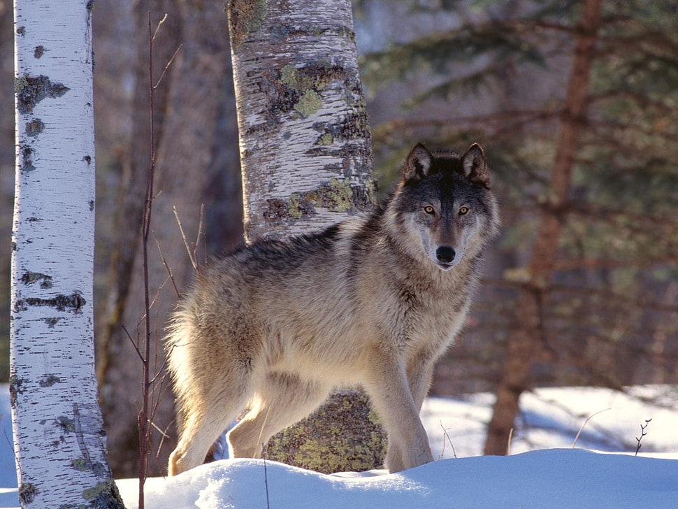 white and beige wolf standing beside white tree during daytime HD wallpaper