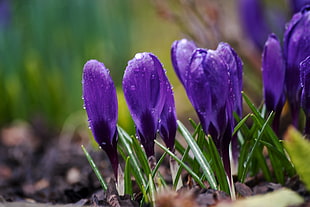 shallow focus photography of purple Crocus flowers HD wallpaper