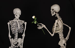 white human skeleton holding white rose near white skeleton