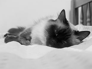 grayscale photography of Himalayan cat