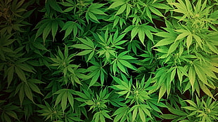 green cannabis plant, cannabis, plants, drugs HD wallpaper