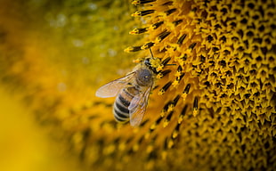 macro photo of Honeybee on sunflower stigma HD wallpaper