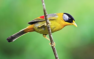 closeup photo of yellow and black bird