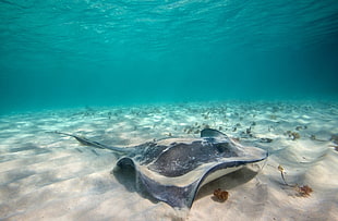 manta ray, animals, sea, underwater, sand