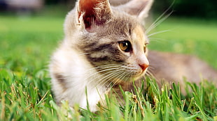 brown kitten, grass, animals, cat