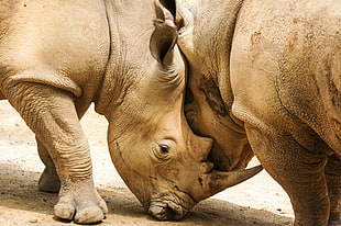 two brown rhinos HD wallpaper
