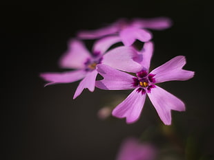 shallow focus photography of purple flower HD wallpaper