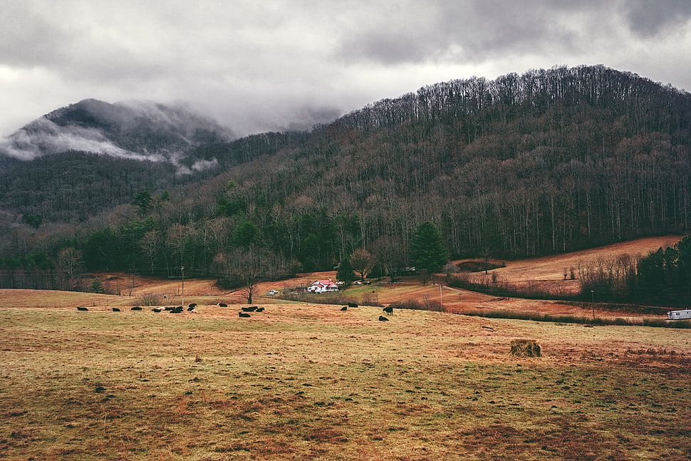 green and brown trees on mountain during cloudy day HD wallpaper