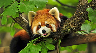 Red Panda sitting on tree branch