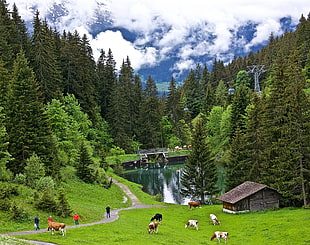 green pine trees, Switzerland, cow, nature, landscape HD wallpaper