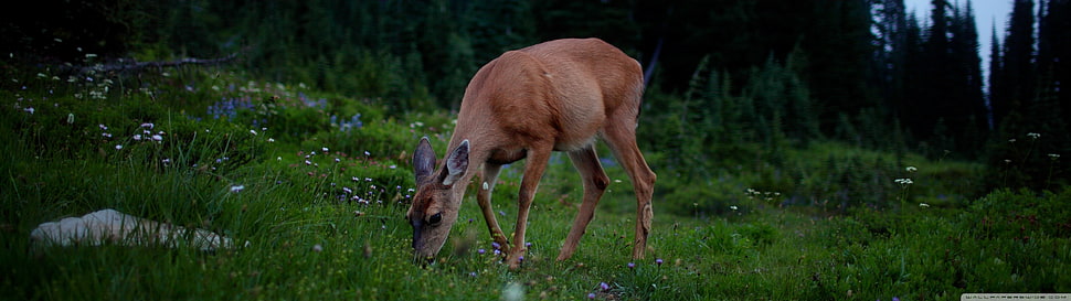 brown doe, deer, animals, nature HD wallpaper