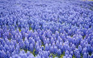 lavender field HD wallpaper