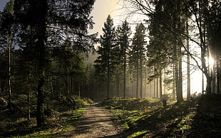 picture of forest HD wallpaper