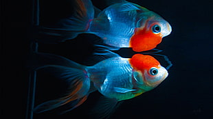two gray-and-red fish, fish, artwork, kinguio, animals HD wallpaper