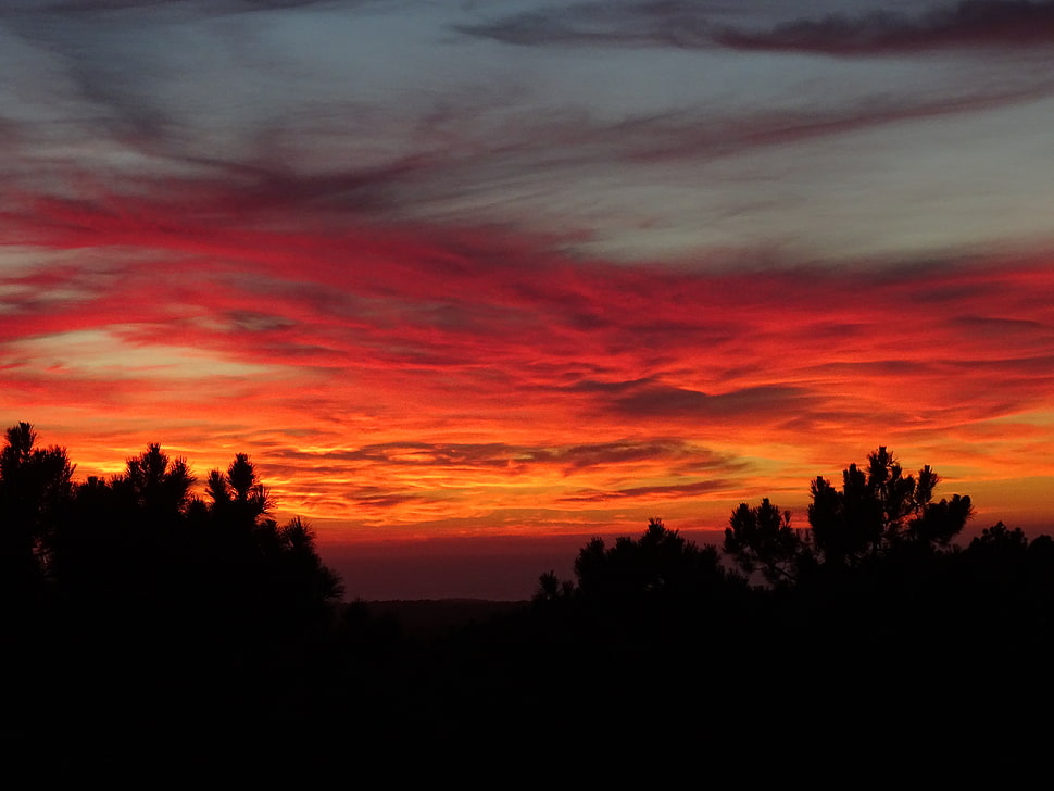 silhouette of trees, Sunset, Trees, Sky HD wallpaper