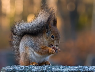 selective focus photography of brown squirrel HD wallpaper