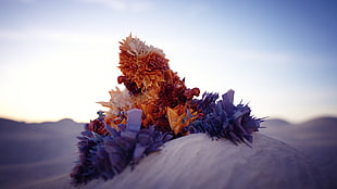 orange and white cluster flowers on white sand