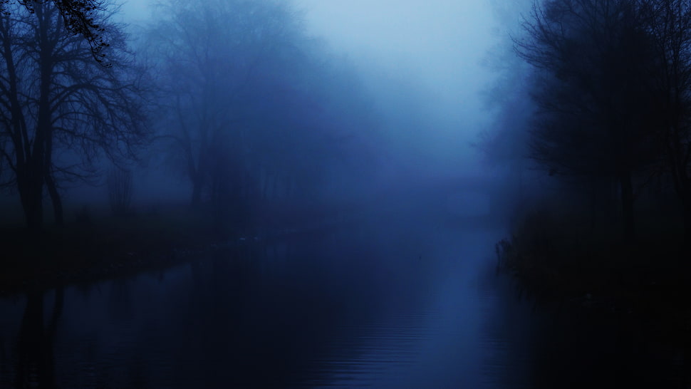 foggy road, mist, water, trees, bridge HD wallpaper