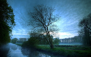 bare tree near body of water illustration