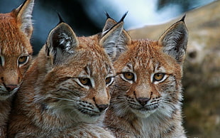 Lynx,  Big cats,  Face,  Eyes