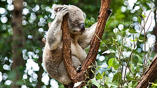 Koala on tree HD wallpaper