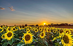 landscape photography of sunflower field during golden hour
