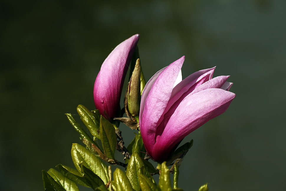 pink Magnolia buds closeup photography HD wallpaper