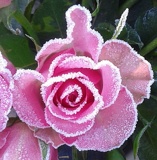 photo of pink rose with leaves, sucre