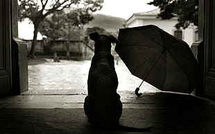 grayscale photo of dog, dog, umbrella, rain