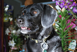 adult black Labrador Retriever close-up photo HD wallpaper